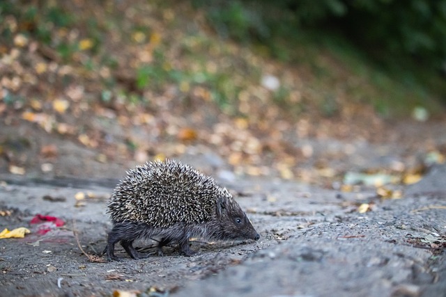 大战中击败 大战中击败