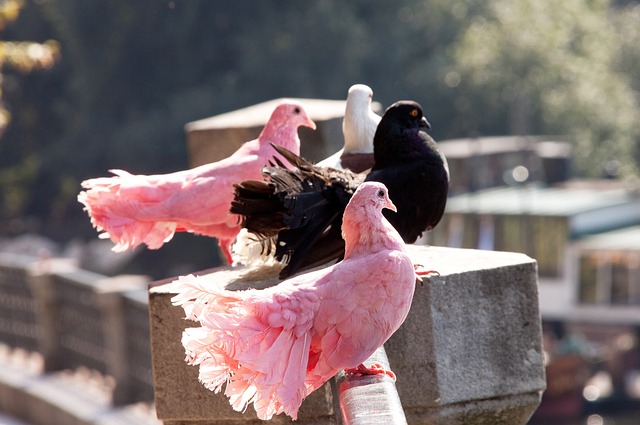 公俐勇夺亚 公俐勇夺亚